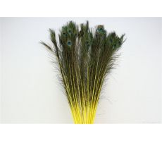 Pauwenveren l90-100cm naturel/geel