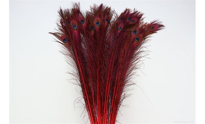 Pauwenveren l90-100cm naturel/rood