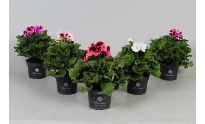 Pelargonium Donna Angel Eyes, pot 12 cm