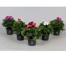 Pelargonium Donna Angel Eyes, pot 12 cm