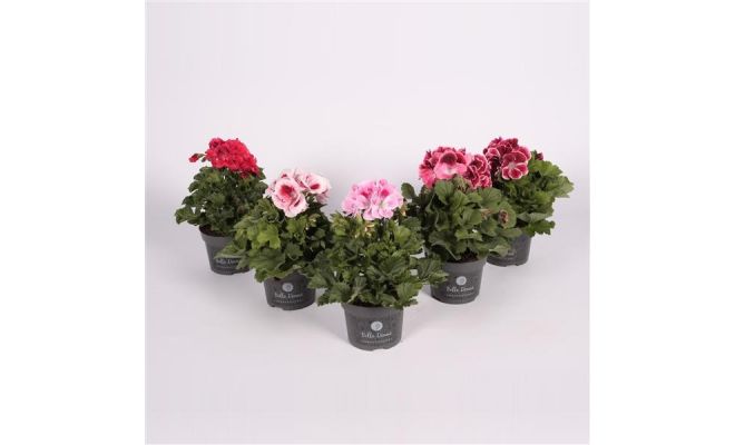 Pelargonium Grandiflora, pot 12 cm - afbeelding 1