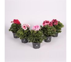 Pelargonium Grandiflora, pot 12 cm - afbeelding 1