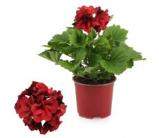 Pelargonium Grandiflora, pot 12 cm - afbeelding 2