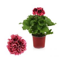 Pelargonium Grandiflora, pot 12 cm - afbeelding 3