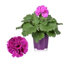 Pelargonium Grandiflora, pot 12 cm - afbeelding 4