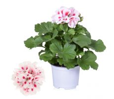 Pelargonium Grandiflora, pot 12 cm - afbeelding 5