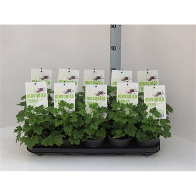 Pelargonium graveolens 'Lemon Tree, pot 12 cm, h 20 cm