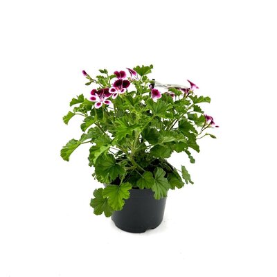 Pelargonium graveolens, pot 10,5 cm,h 20 cm