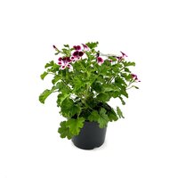 Pelargonium graveolens, pot 10,5 cm,h 20 cm