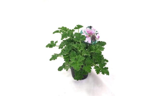 Pelargonium graveolens, pot 14 cm, h 25 cm