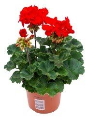 Pelargonium p13