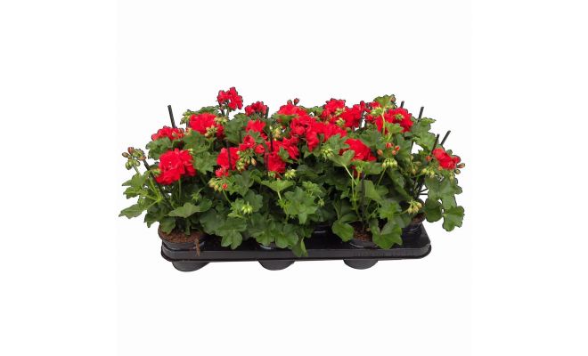 Pelargonium peltatum (hang), mixkleuren, pot 13 cm - afbeelding 1