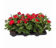 Pelargonium peltatum (hang), mixkleuren, pot 13 cm - afbeelding 1