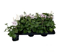 Pelargonium peltatum (hang), mixkleuren, pot 13 cm - afbeelding 3