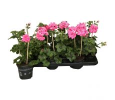 Pelargonium peltatum (hang), mixkleuren, pot 13 cm - afbeelding 2