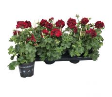 Pelargonium peltatum (hang), mixkleuren, pot 13 cm - afbeelding 4