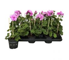 Pelargonium peltatum (hang), mixkleuren, pot 13 cm - afbeelding 5