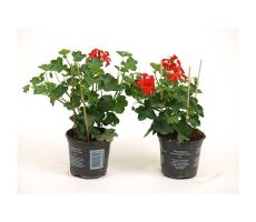 Pelargonium peltatum (hang), mixkleuren, pot 13 cm - afbeelding 6