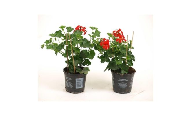 Pelargonium Peltatum, pot 10.5 cm