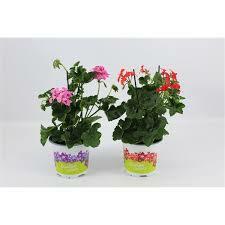 pelargonium zonale p13 h27 (hanggeranium)