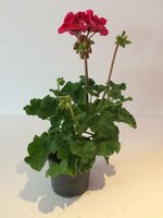 Pelargonium zonale staand, mixkleuren, pot 13 cm - afbeelding 1