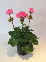Pelargonium zonale staand, mixkleuren, pot 13 cm - afbeelding 2