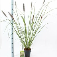 Pennisetum alop. Black Beauty P11 - afbeelding 2