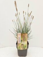 Pennisetum alopec. 'Little Bunny, pot 17 cm, h 75 cm - afbeelding 2