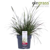 Pennisetum alopecuroides Burgundy Bunny, pot 17 cm, h 40 cm