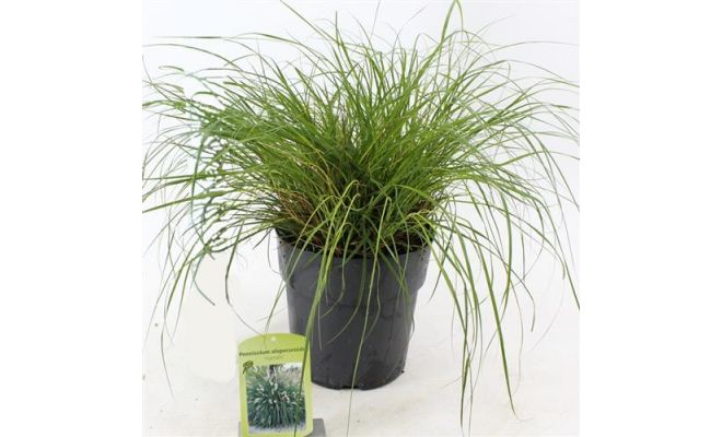 Pennisetum Alopecuroides Hameln - afbeelding 1