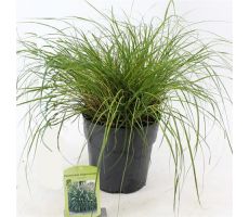 Pennisetum Alopecuroides Hameln - afbeelding 1