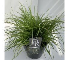 Pennisetum Alopecuroides Hameln - afbeelding 2