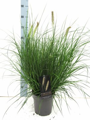 Pennisetum alopecuroides Hameln, pot 17 cm, h 10 cm - afbeelding 1