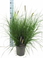 Pennisetum alopecuroides Hameln, pot 17 cm, h 10 cm - afbeelding 3