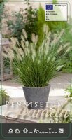 Pennisetum alopecuroides Hameln, pot 17 cm, h 10 cm - afbeelding 2