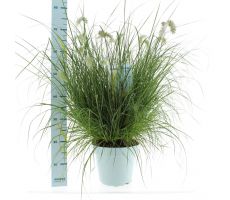 Pennisetum Alopecuroides Hameln, pot 17 cm, h 60 cm