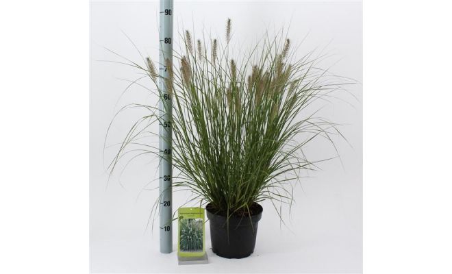 Pennisetum Alopecuroides Hameln, pot 23 cm