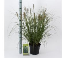 Pennisetum Alopecuroides Hameln, pot 23 cm