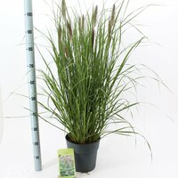 Pennisetum alopecuroides Red Head, p 29, h 100 cm - afbeelding 1