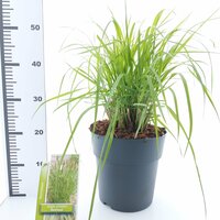 Pennisetum alopecuroides Red Head, p 29, h 100 cm - afbeelding 3