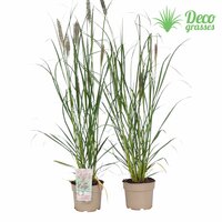 Pennisetum alopecuroides Red Head, pot 17, h 60 cm - afbeelding 6