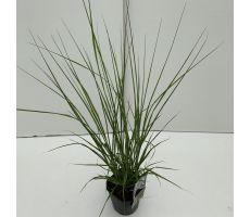 Pennisetum Alopecuroides Viridescens, pot 17 cm