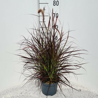Pennisetum setaceum 'Rubrum', pot 19 cm, h 70 cm