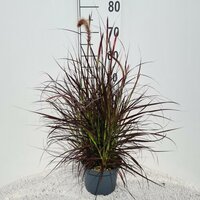 Pennisetum setaceum 'Rubrum', pot 19 cm, h 70 cm