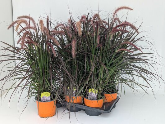 Pennisetum x advena Tiny Tails, pot 19 cm, h 40 cm