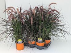 Pennisetum x advena Tiny Tails, pot 19 cm, h 40 cm
