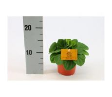 Peperomia albov. 'Rana Verde, pot 10,5 cm, h 15 cm