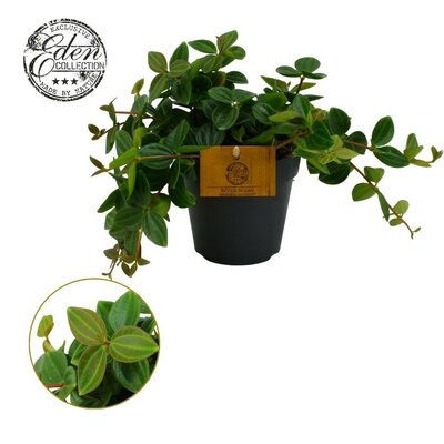 peperomia angulata, pot 14 cm