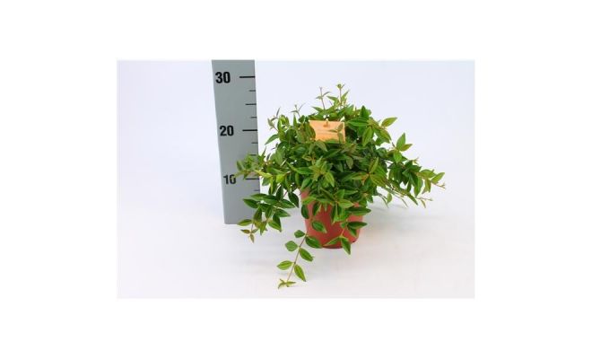 Peperomia Angulata Verde, pot 12 cm, h 20 cm