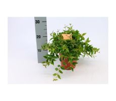 Peperomia Angulata Verde, pot 12 cm, h 20 cm